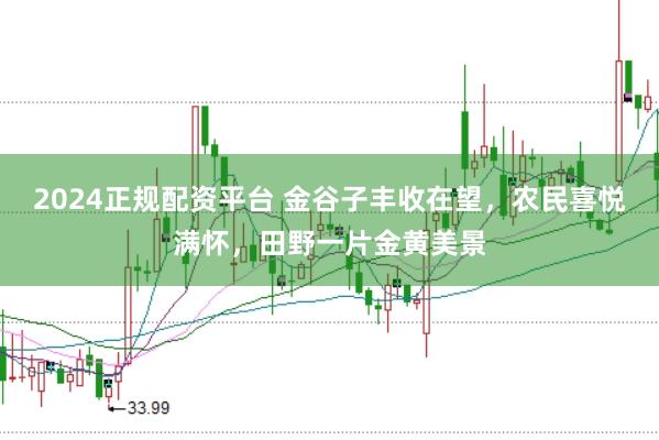 2024正规配资平台 金谷子丰收在望，农民喜悦满怀，田野一片金黄美景